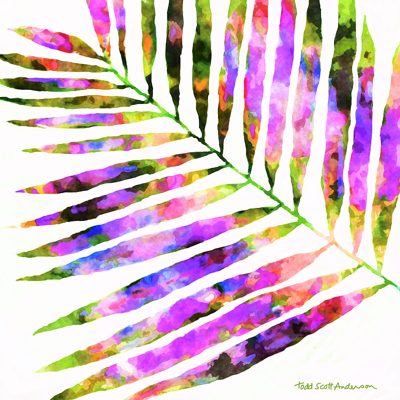 PALM ON WHITE 11 WP Print PALM ON WHITE 11 WP by Todd Scott Anderson