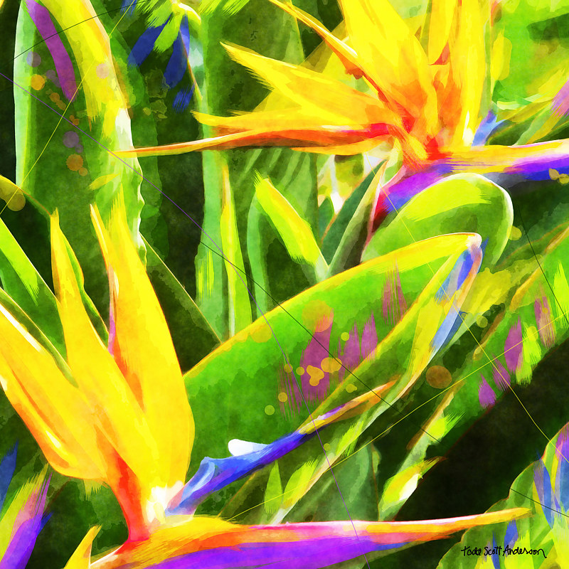BIRD OF PARADISE 7 T Print BIRD OF PARADISE 7 T by Todd Scott Anderson