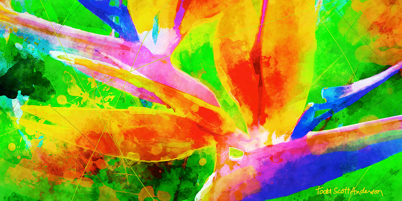 BIRD OF PARADISE 3 T Print BIRD OF PARADISE 3 T by Todd Scott Anderson