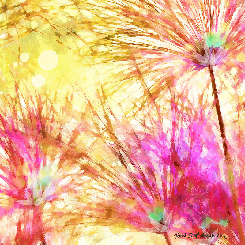 SONORA FLORA 12 D Print SONORA FLORA 12 D by Todd Anderson