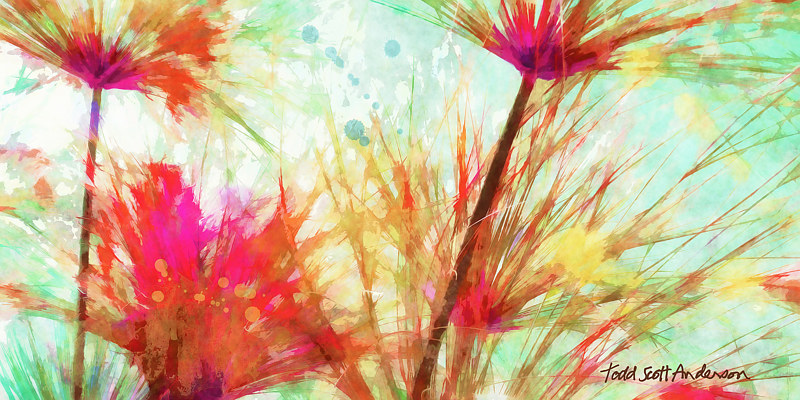 SONORA FLORA 10 D Print SONORA FLORA 10 D by Todd Scott Anderson