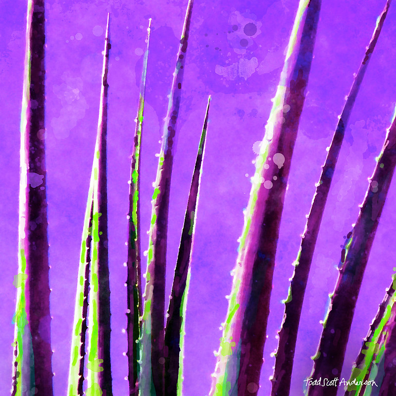 MOJAVE CACTUS 14 Print MOJAVE CACTUS 14 by Todd Scott Anderson