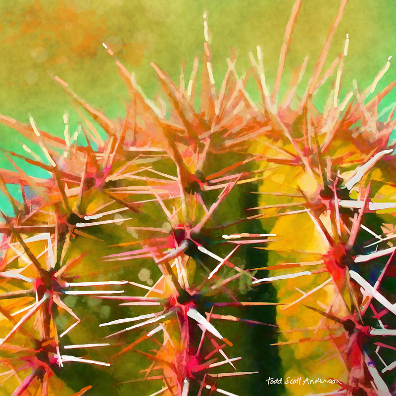 SONORA SAGUARO 10 D Print SONORA SAGUARO 10 D by Todd Scott Anderson