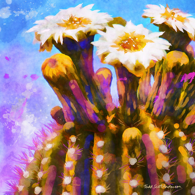 SONORA SAGUARO 15 D Print SONORA SAGUARO 15 D by Todd Scott Anderson
