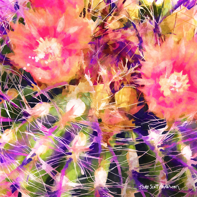 MOJAVE CACTUS 24 D Print MOJAVE CACTUS 24 D by Todd Scott Anderson