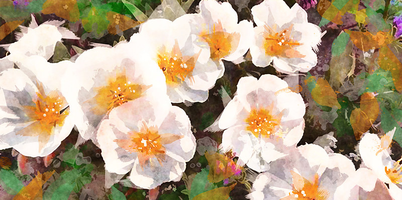 SORORA FLORA 15 D Print SORORA FLORA 15 D by Todd Scott Anderson