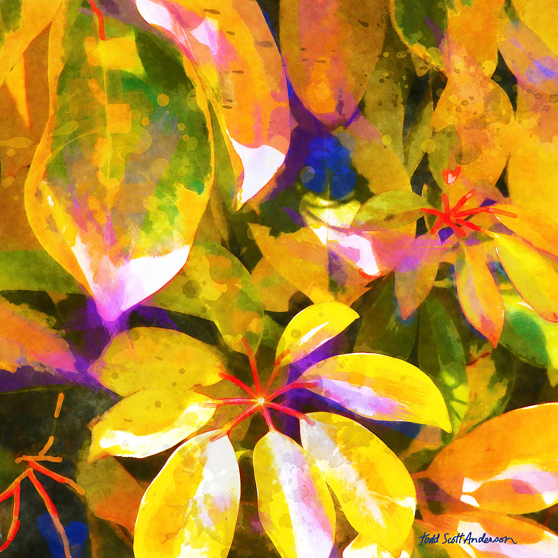 TROPIC FLORA 12 T Print TROPIC FLORA 12 T by Todd Scott Anderson