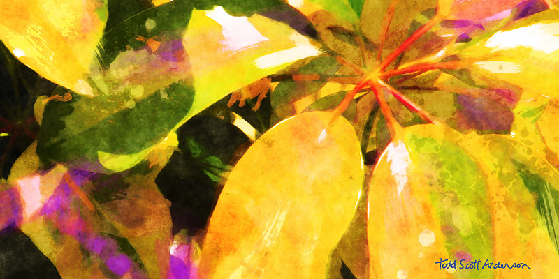 TROPIC FLORA 10 T Print TROPIC FLORA 10 T by Todd Scott Anderson