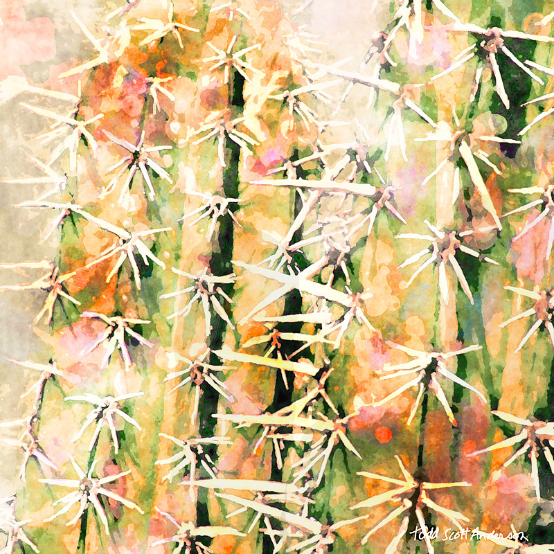 SONORA SAGUARO 12 D****** Print SONORA SAGUARO 12 D****** by Todd Scott Anderson