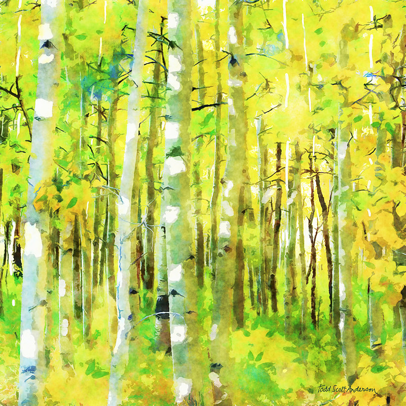 ASPENS 8 M Print ASPENS 8 M by Todd Scott Anderson