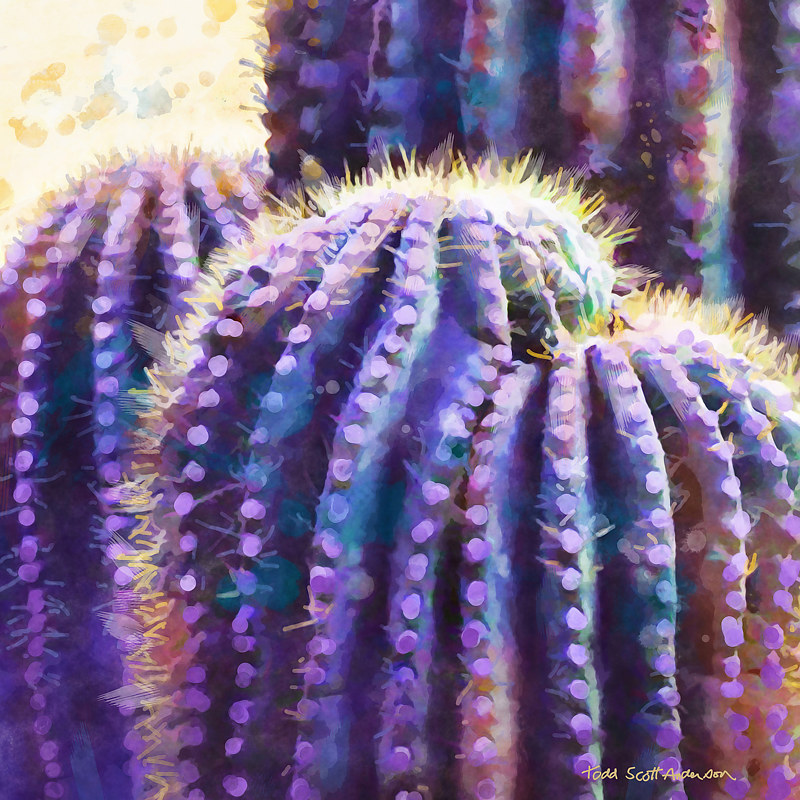 SONORA SAGUARO 24 D Print SONORA SAGUARO 24 D by Todd Scott Anderson