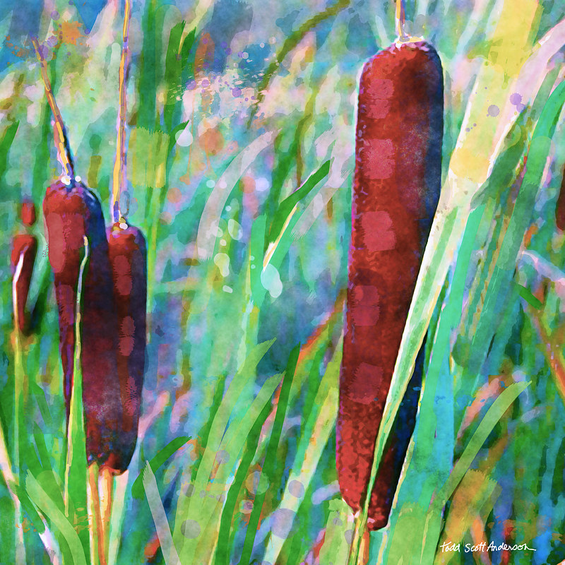 CATTAILS 16 T Print CATTAILS 16 T by Todd Scott Anderson