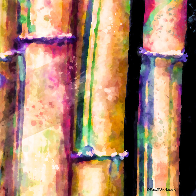 BAMBOO 10 T Print BAMBOO 10 T by Todd Scott Anderson