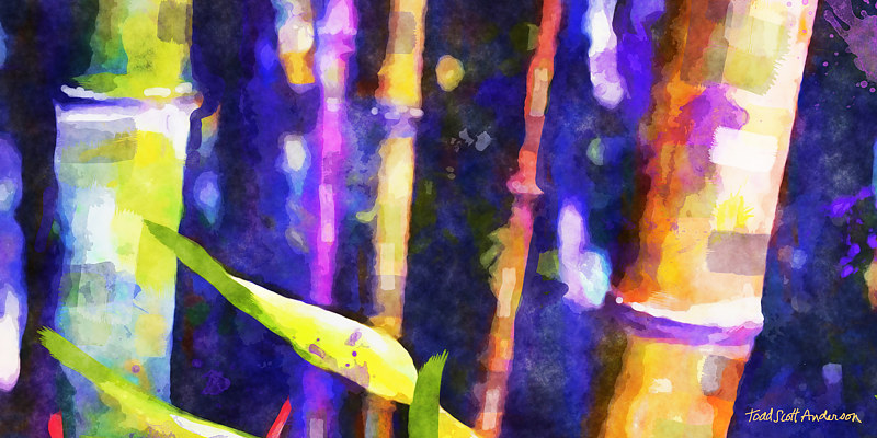 BAMBOO 16 T Print BAMBOO 16 T by Todd Anderson
