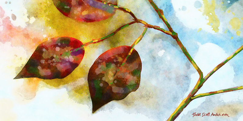 FICUS 14 T Print FICUS 14 T by Todd Anderson
