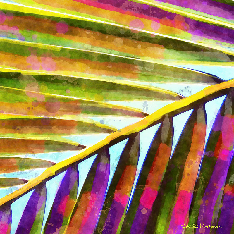 PALM 15 T Print PALM 15 T by Todd Scott Anderson