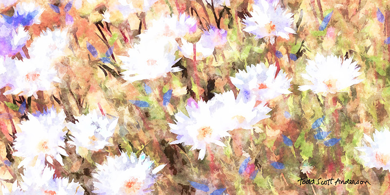SONORA FLORA 14 D Print SONORA FLORA 14 D by Todd Scott Anderson