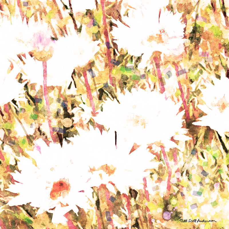 SONORA FLORA 17 D Print SONORA FLORA 17 D by Todd Scott Anderson