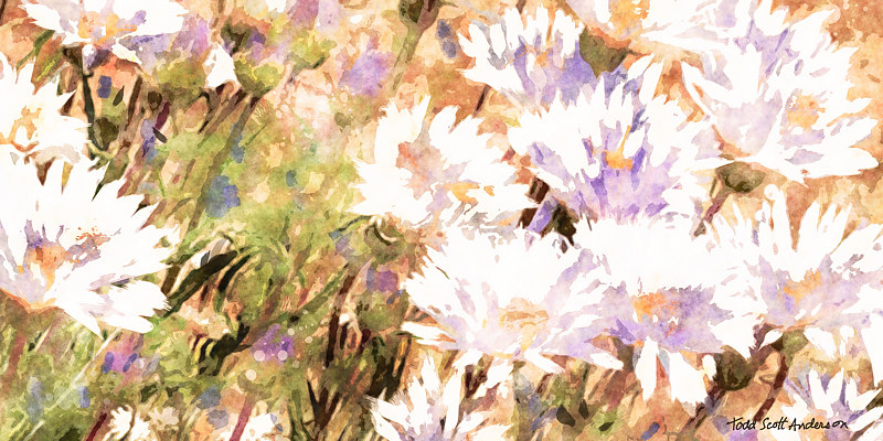 SONORA FLORA 18 D Print SONORA FLORA 18 D by Todd Anderson
