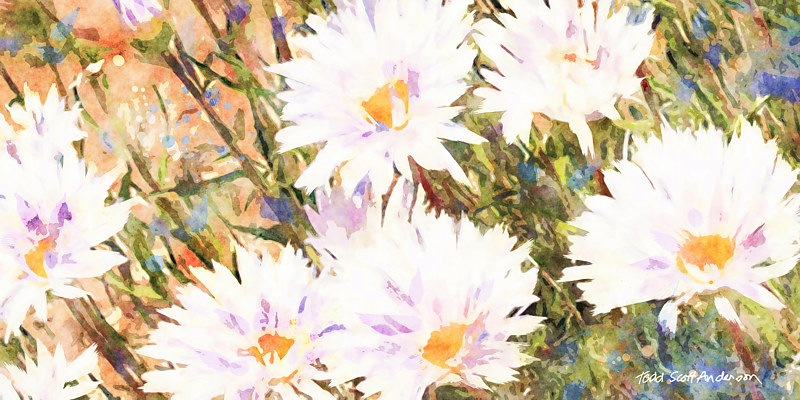 SONORA FLORA 15 D Print SONORA FLORA 15 D by Todd Scott Anderson