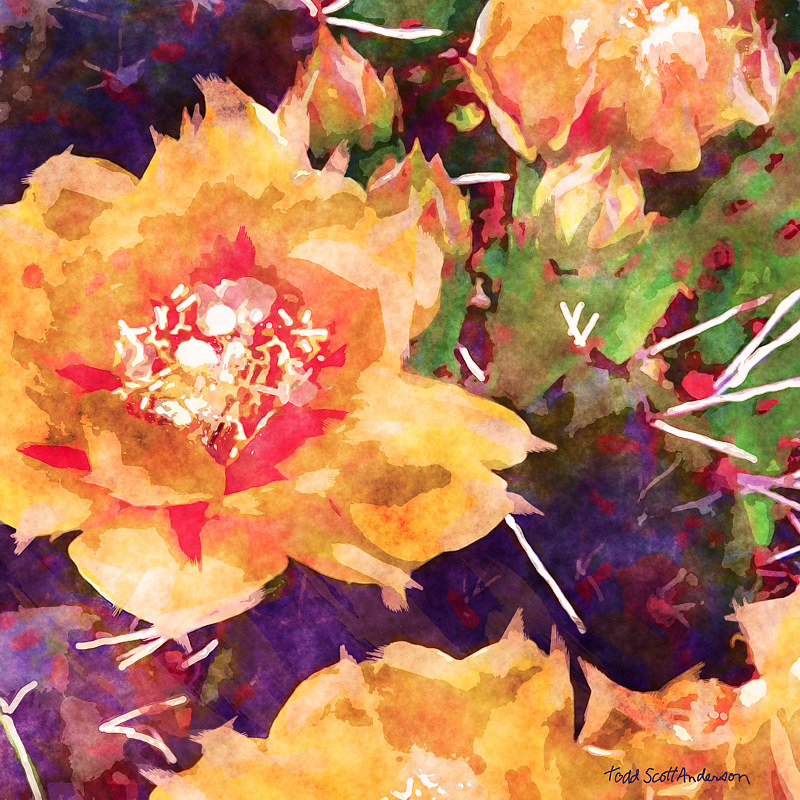 SONORA CACTUS 6 D Print SONORA CACTUS 6 D by Todd Scott Anderson