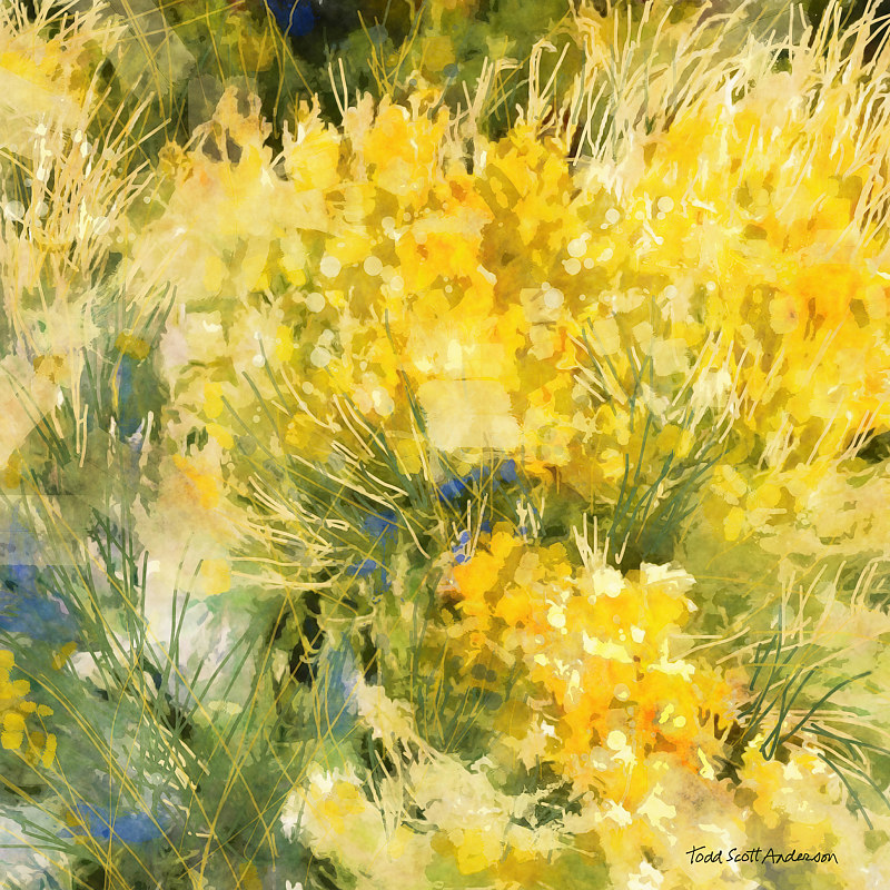 MOUNTAIN MEADOW 31 M Print MOUNTAIN MEADOW 31 M by Todd Scott Anderson
