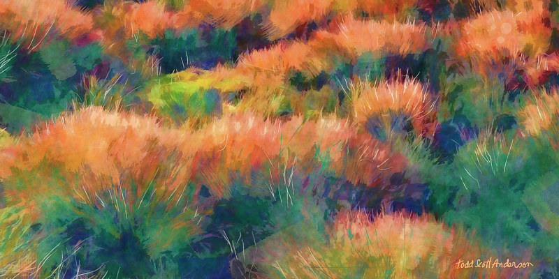 MOUNTAIN MEADOW 35 M Print MOUNTAIN MEADOW 35 M by Todd Scott Anderson