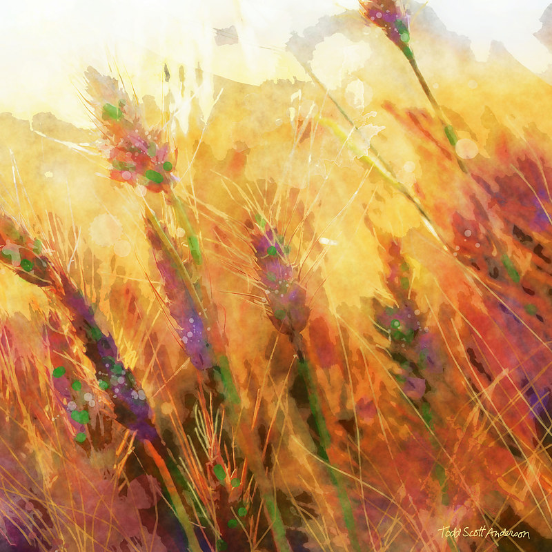 MOUNTAIN MEADOW 32 M Print MOUNTAIN MEADOW 32 M by Todd Scott Anderson