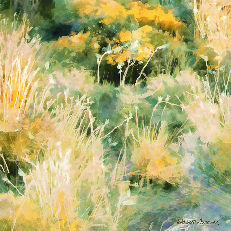 MOUNTAIN MEADOW 29 M Print MOUNTAIN MEADOW 29 M by Todd Anderson
