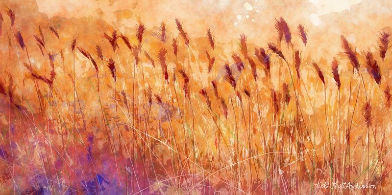 MOUNTAIN MEADOW 33 M Print MOUNTAIN MEADOW 33 M by Todd Anderson