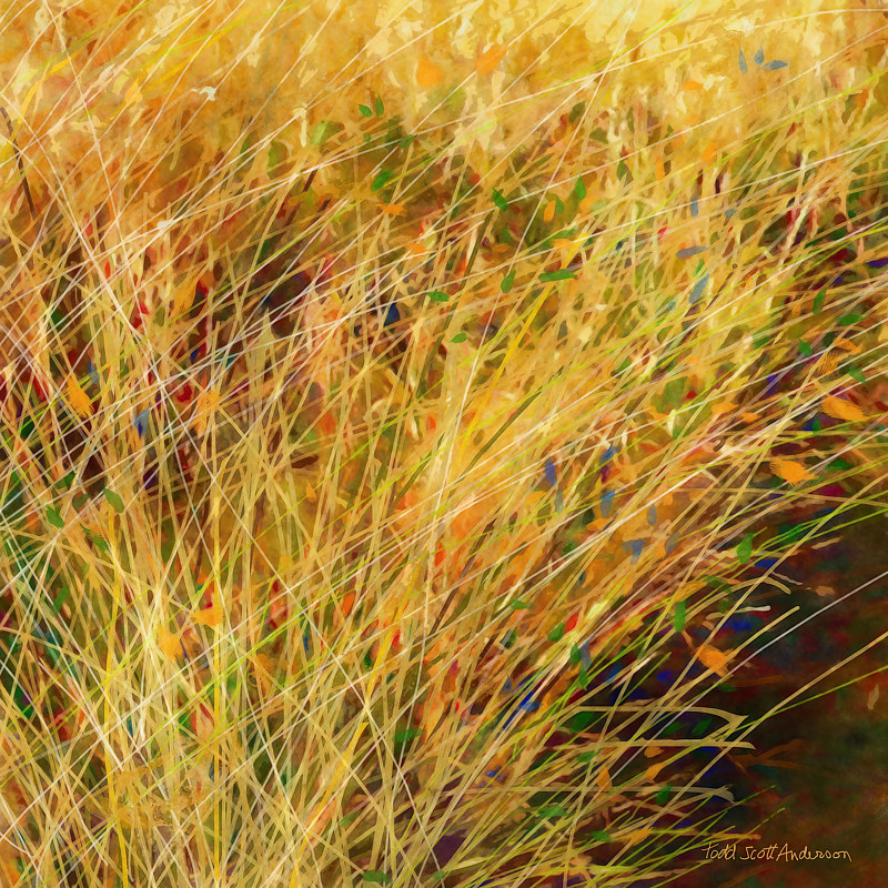 PRAIRIE GRASS 7 P Print PRAIRIE GRASS 7 P by Todd Anderson