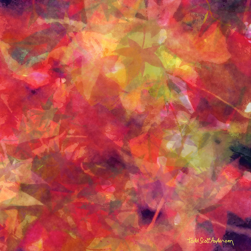 MAPLE LEAVES 35 M Print MAPLE LEAVES 35 M by Todd Scott Anderson
