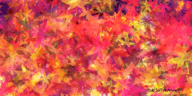 MAPLE LEAVES 33 M Print MAPLE LEAVES 33 M by Todd Scott Anderson