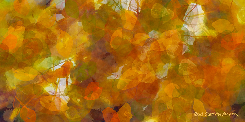 ASPEN LEAVES 34 M Print ASPEN LEAVES 34 M by Todd Scott Anderson