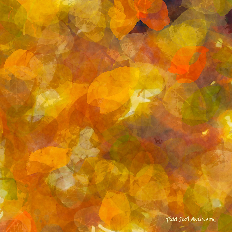 ASPEN LEAVES 30 M Print ASPEN LEAVES 30 M by Todd Anderson