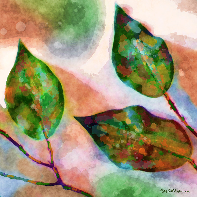 FICUS 18 T Print FICUS 18 T by Todd Anderson