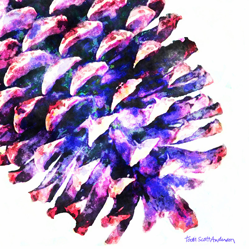 PINE CONE ON WHITE 2 WPC Print PINE CONE ON WHITE 2 WPC by Todd Scott Anderson