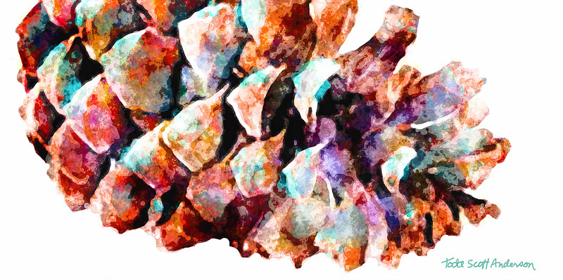 PINE CONE ON WHITE 7 PCW Print PINE CONE ON WHITE 7 PCW by Todd Scott Anderson