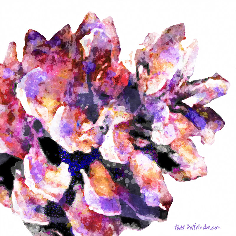 PINE CONE ON WHITE 9 WPC Print PINE CONE ON WHITE 9 WPC by Todd Anderson