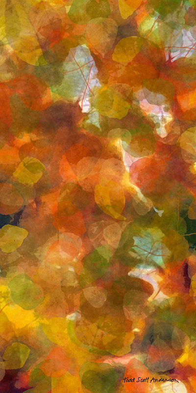 ASPEN LEAVES 35 M Print ASPEN LEAVES 35 M by Todd Anderson
