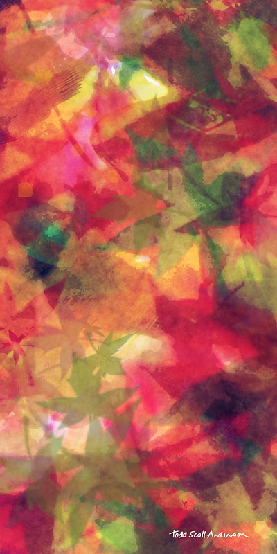 MAPLE LEAVES 36 M Print MAPLE LEAVES 36 M by Todd Anderson
