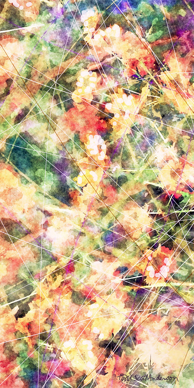 MOUNTAIN WILDFLOWERS 37 M Print MOUNTAIN WILDFLOWERS 37 M by Todd Anderson