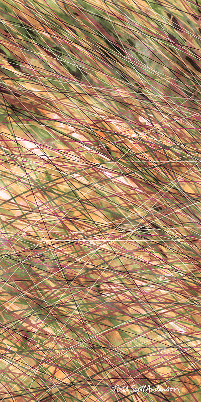 PRAIRIE GRASS 4 P Print PRAIRIE GRASS 4 P by Todd Scott Anderson