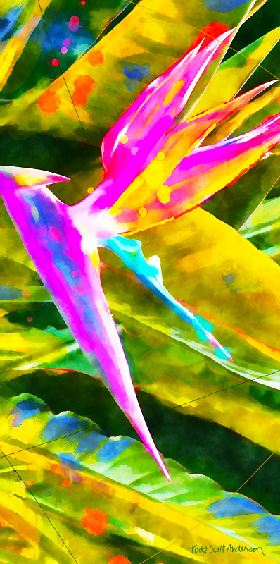 BIRD OF PARADISE 11 T Print BIRD OF PARADISE 11 T by Todd Anderson