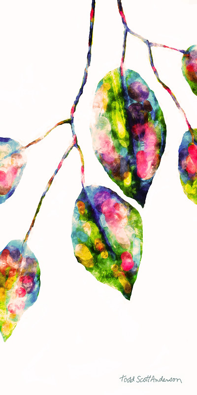 FICUS ON WHITE 9 WF Print FICUS ON WHITE 9 WF by Todd Anderson