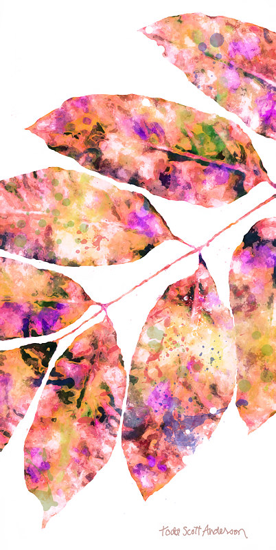 ASH ON WHITE 8 WA Print ASH ON WHITE 8 WA by Todd Anderson
