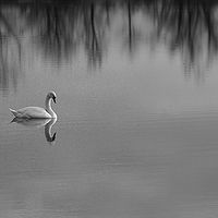 Swan //images.artistrunwebsite.com/gallery/img_2493461512346051_large.jpg?1512348059