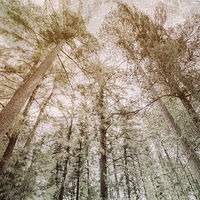 TREES //images.artistrunwebsite.com/gallery/img_2493541512347033_large.jpg?1512347494