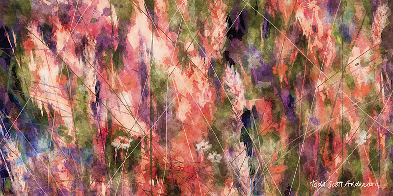 MOUNTAIN MEADOW 18 M Print MOUNTAIN MEADOW 18 M by Todd Anderson