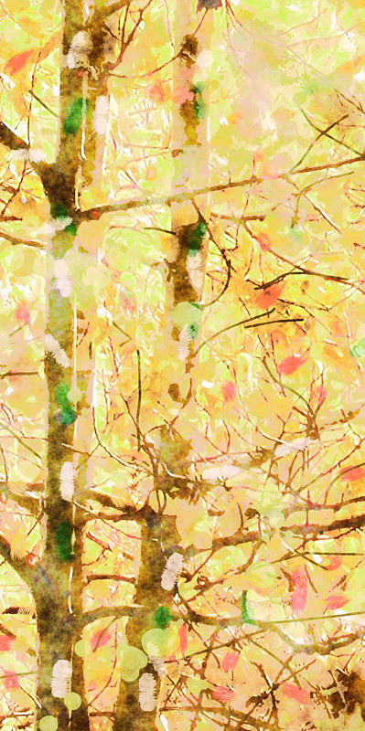 ASPENS 36 M Print ASPENS 36 M by Todd Anderson